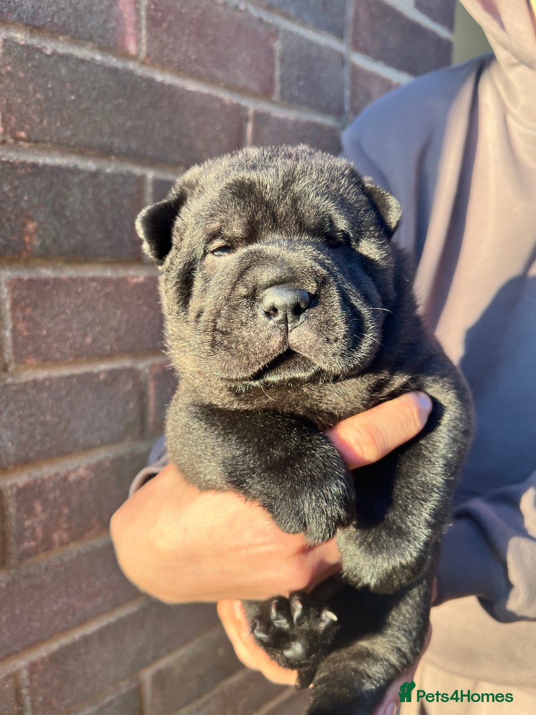 Mixed Breed dogs for sale: ChowPei Pups  - Advert 37