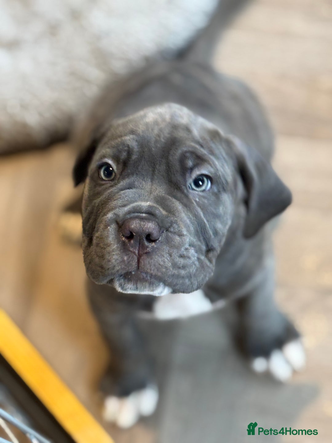 Mixed Breed dogs for sale: Hybrid mastiffs - Advert 8