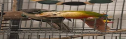 Conures birds for sale: Rio and Kiwi in Durham - Advert 4