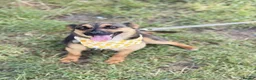 Mixed Breed dogs for adoption: ❤️Bonnie❤️- 1-year-old small size lovely girl - Advert 4