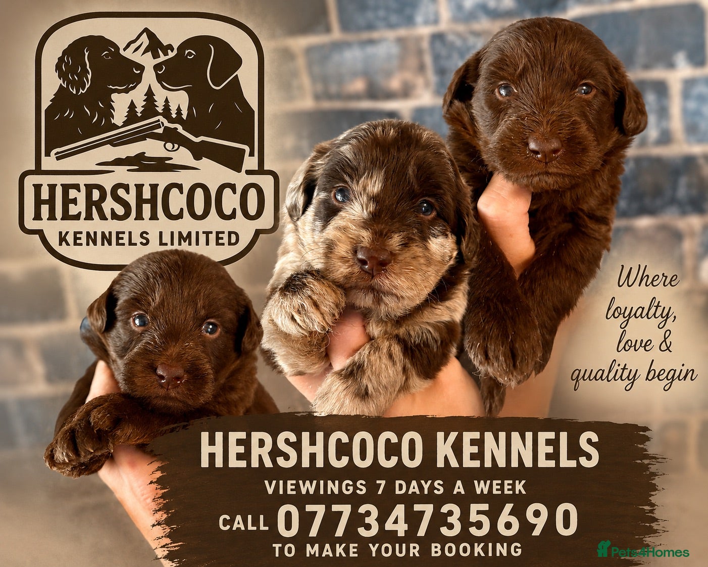 Labradoodle dogs 🐾 Rare Merle Labradoodles Ready This Summer! 🐾 - Advert 1