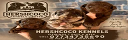 Labradoodle dogs for sale: 🐾 Rare Merle Labradoodles Ready This Summer! 🐾 - Advert 1