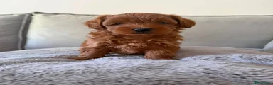 Male Red Shihpoo 