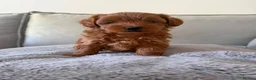 Shihpoo dogs for sale: Two Beautiful Shihpoo Puppies looking for home🏡  - Advert 24