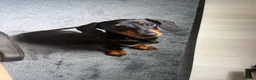 Miniature Dachshund dogs for sale: Pluto for sale  - Advert 2