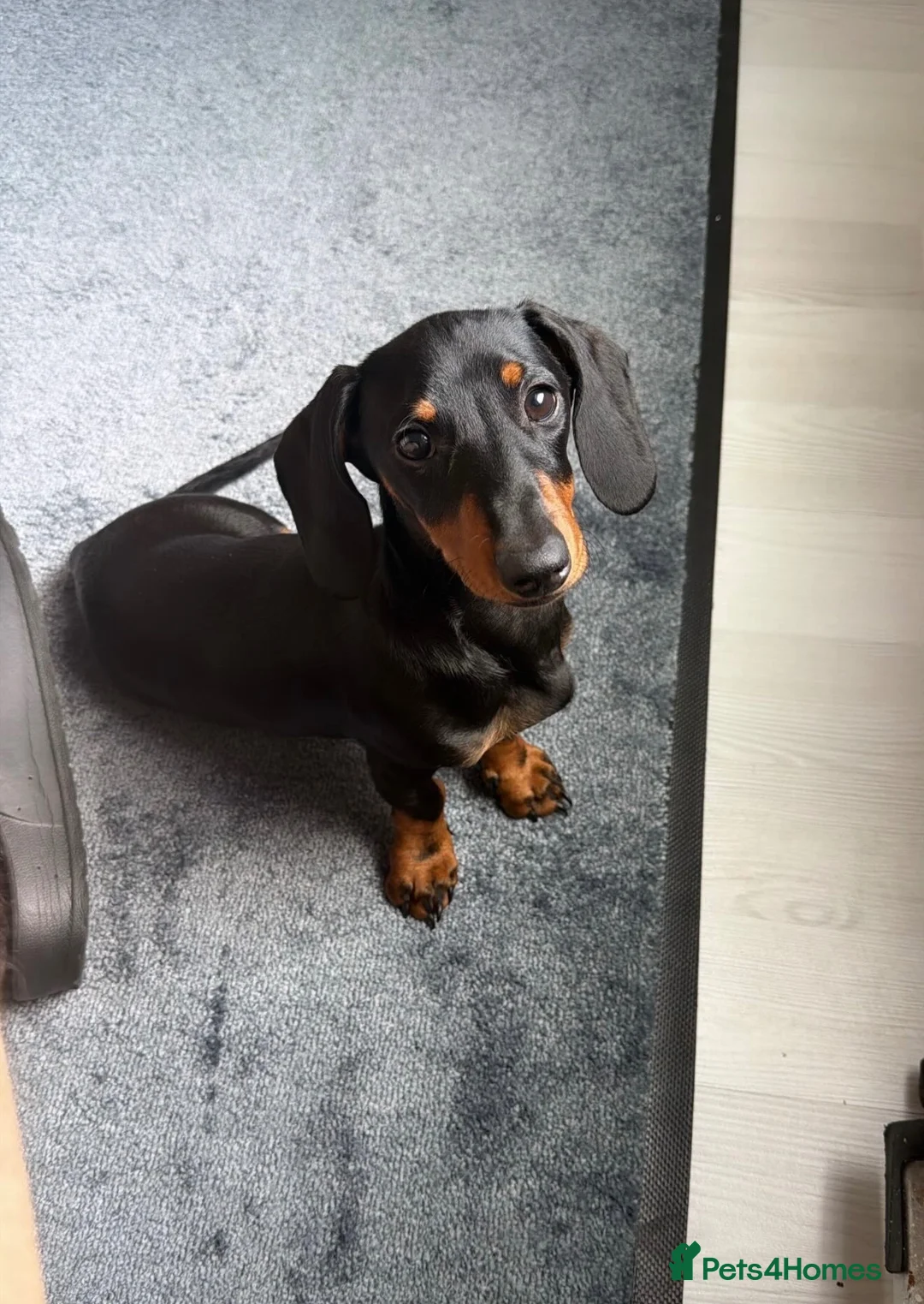 Miniature Dachshund dogs for sale: Pluto for sale  - Advert 2