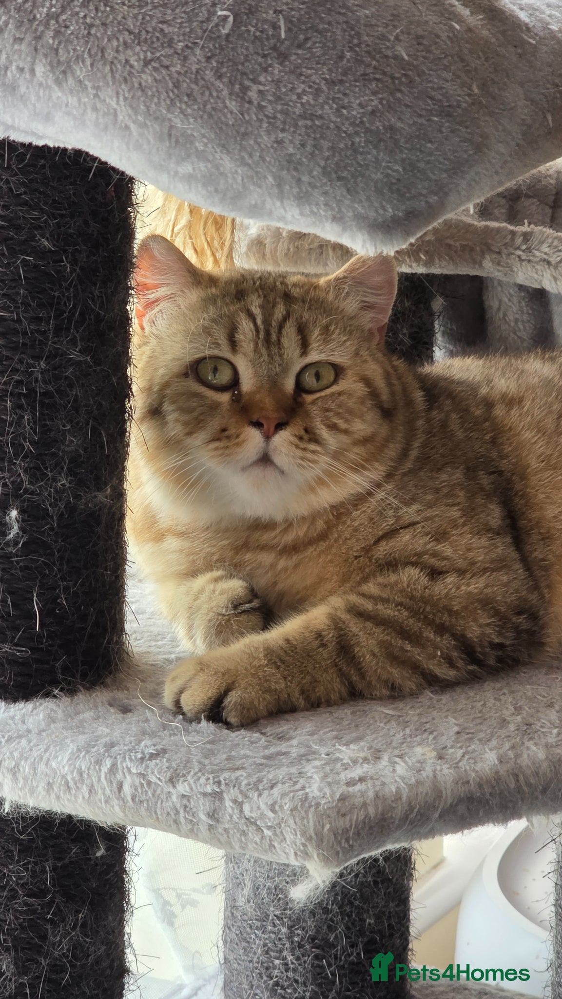 British Shorthair cats Chocolate golden tabby retired male - Advert 2