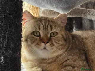 British Shorthair cats Chocolate golden tabby retired male - Advert 2