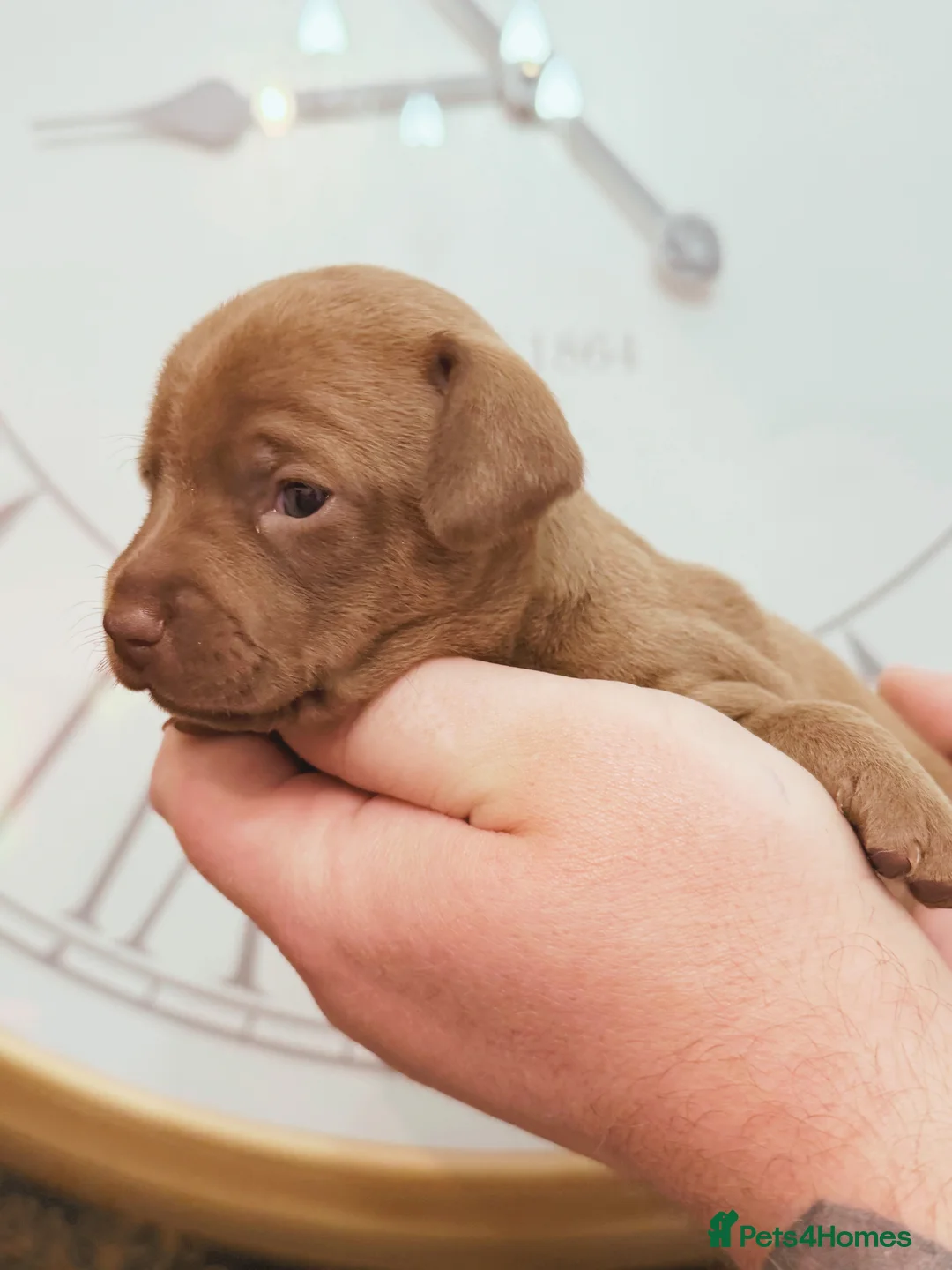 Chiweenie dogs for sale: 3 beautiful baby Chiweenie girls ready early March - Advert 28