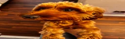 Cockapoo dogs for sale: STUNNING DARK RED, APRICOT, BLACK COCKAPOO PUPPIES - Advert 4