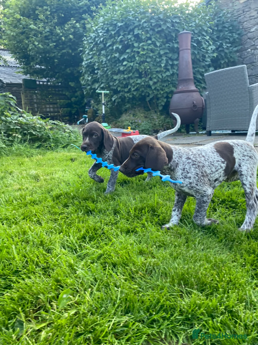 German Shorthaired Pointer dogs for sale: Stunning KC GSP puppies  - Advert 1