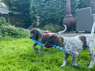 German Shorthaired Pointer dogs Stunning KC GSP puppies - Advert 15