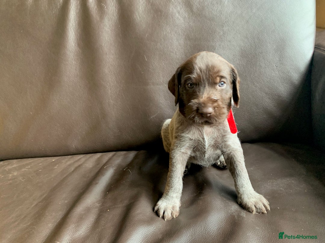 German Wirehaired Pointer dogs for sale: Pedigree GWP pups from strong working lines - Image 14