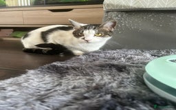 Mixed Breed cats for sale: 15 month old sisters  - Image 8