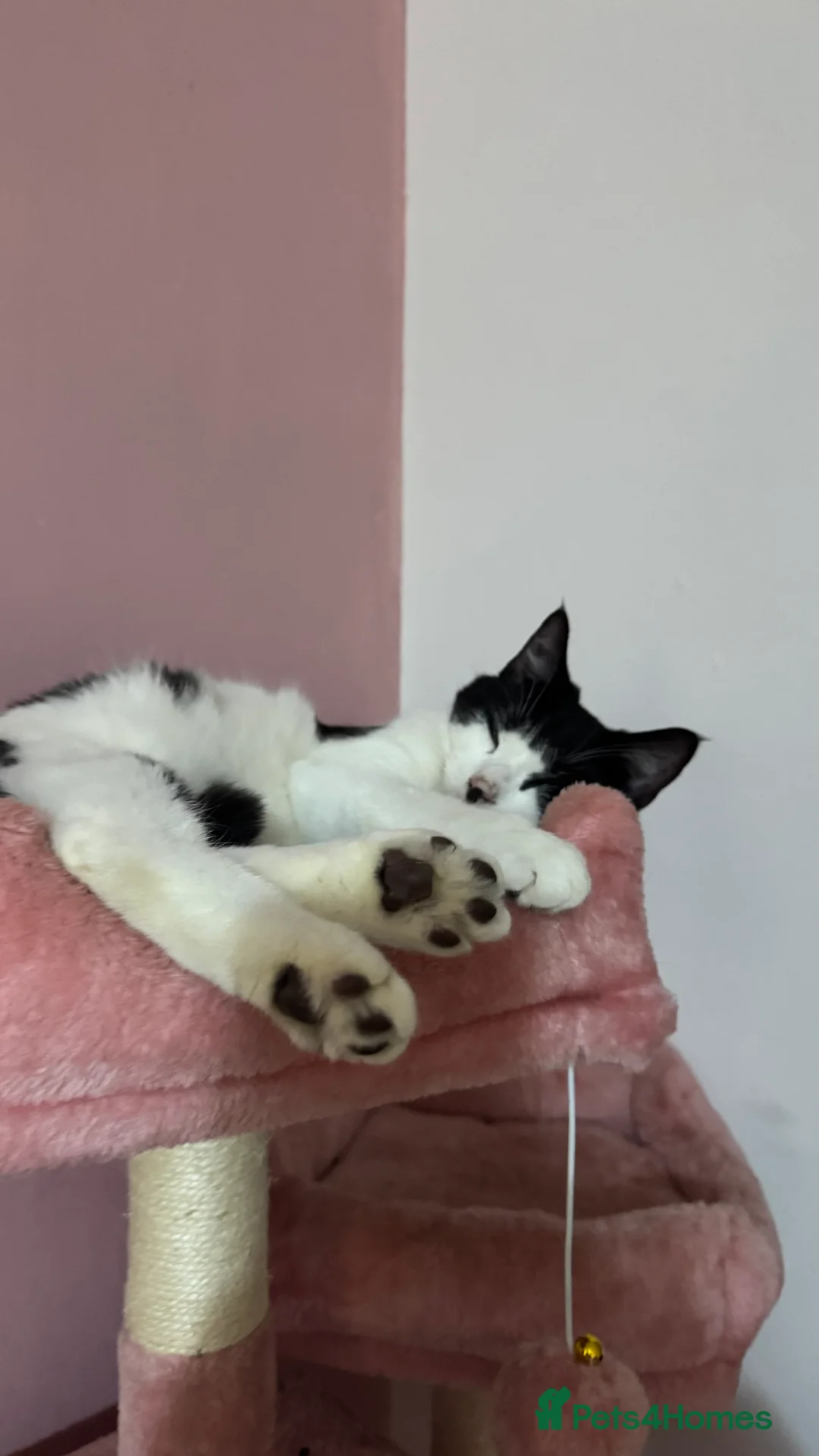 Mixed Breed cats for sale: male cat - Advert 2