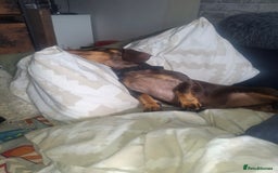 Dachshund dogs for sale: Experienced Dachshund owner only. - Image 5