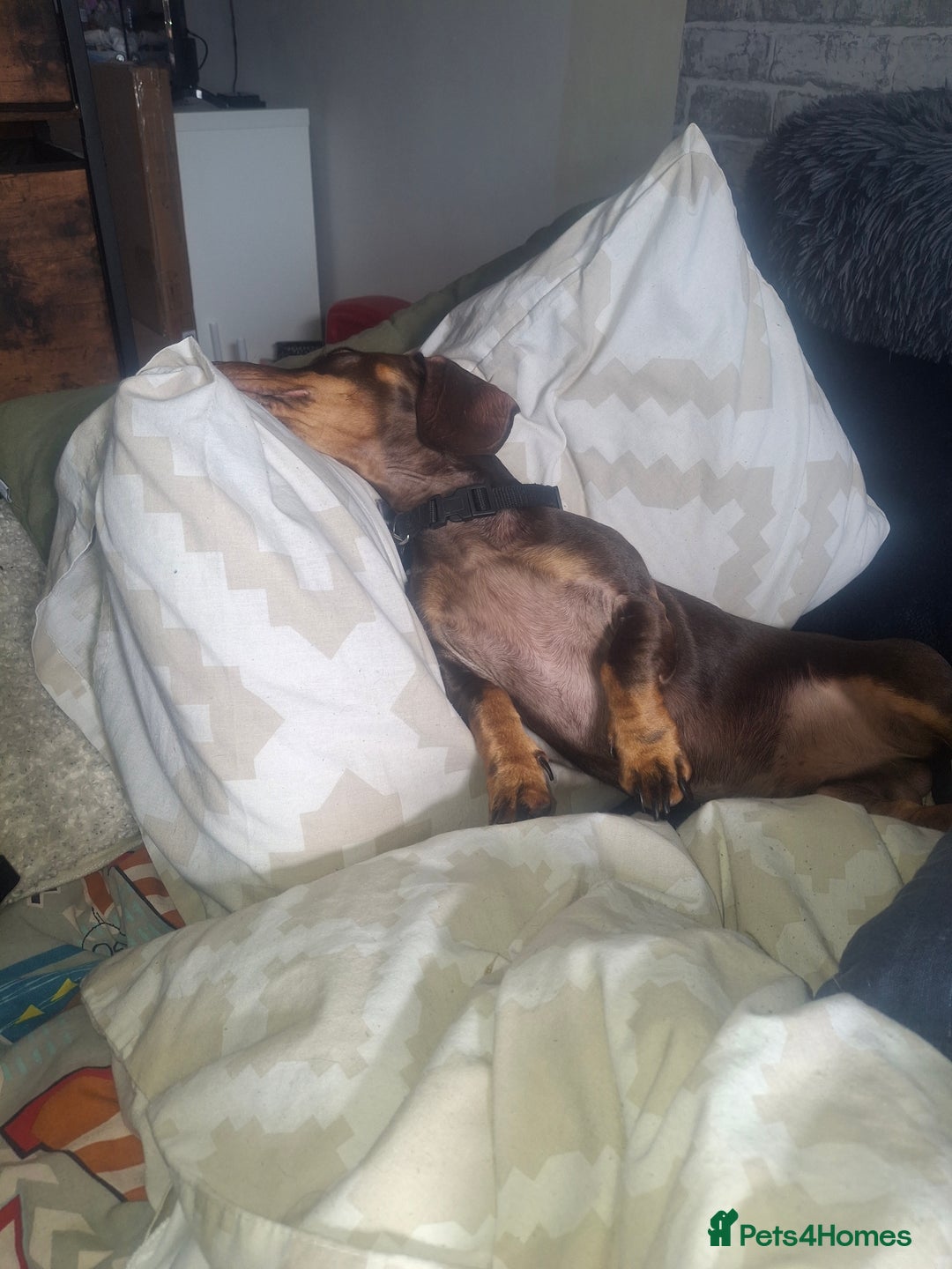 Dachshund dogs for sale: Experienced Dachshund owner only. - Image 5