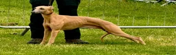 Whippet dogs for sale: KC Whippet Puppies  in Chesterfield - Advert 23