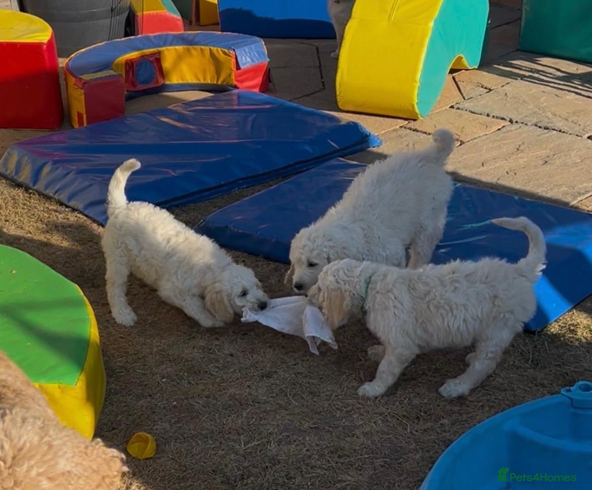 Goldendoodle dogs 🐾 Goldendoodle Puppies ready for forever homes 🐾 - Advert 2