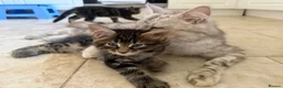 Maine Coon cats for sale: Maine coon cross kittens - Advert 9