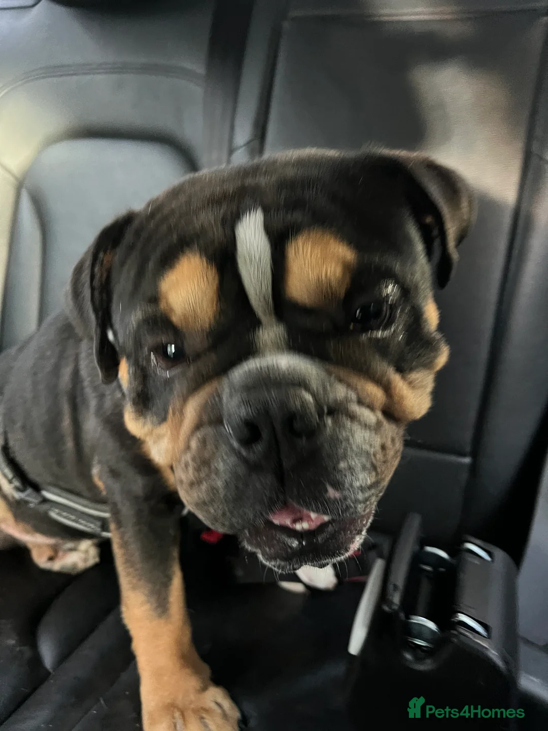 English Bulldog dogs for sale: English bulldog  - Advert 5