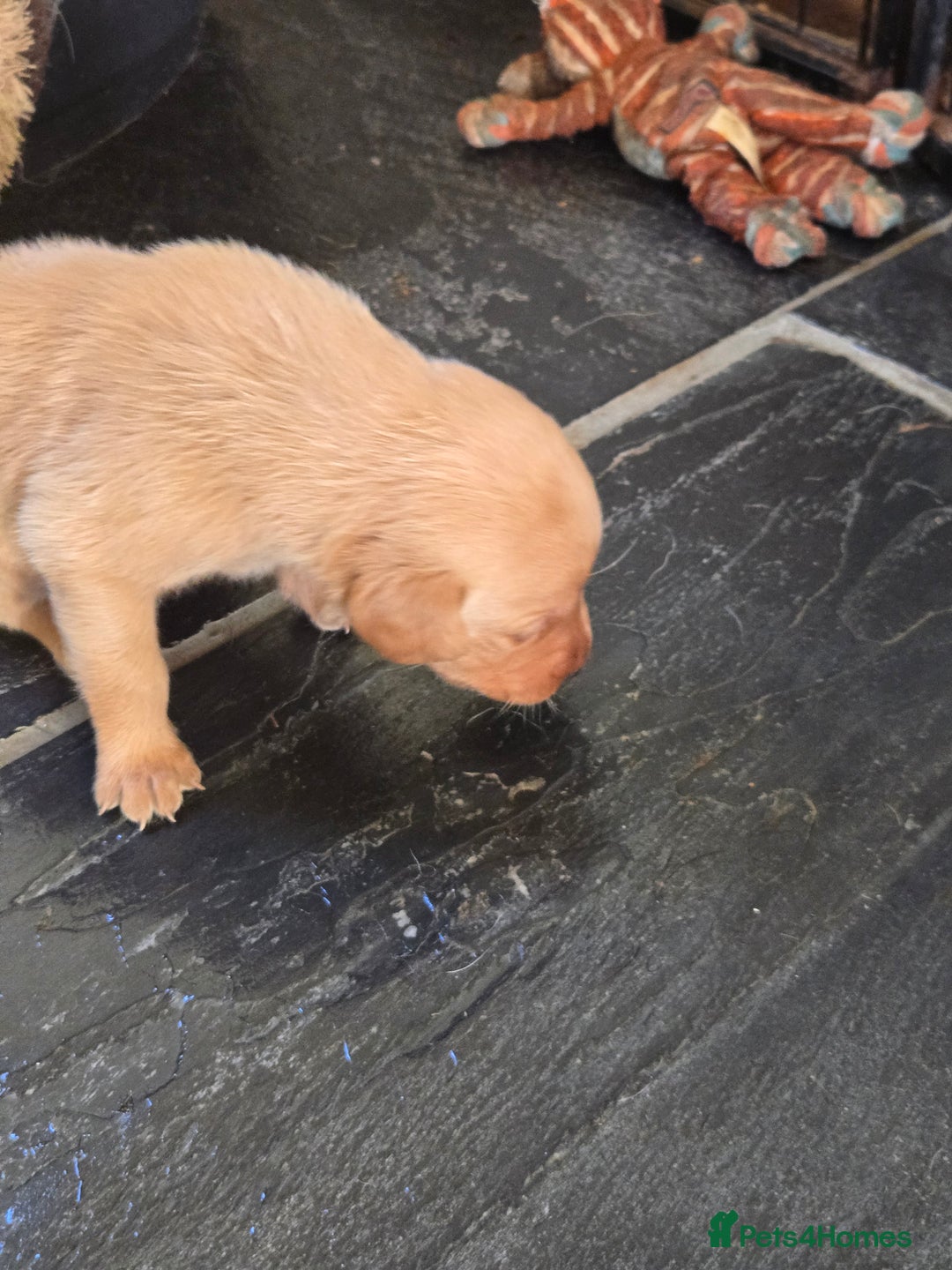 Labrador Retriever dogs for sale: Stunning litter of Fox Red and Black Labradors - Image 27