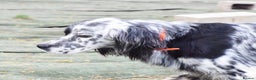 English Setter dogs for adoption: Boss  - Advert 6
