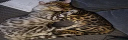 Bengal cats for sale: 4 bengal kittens  - Advert 6