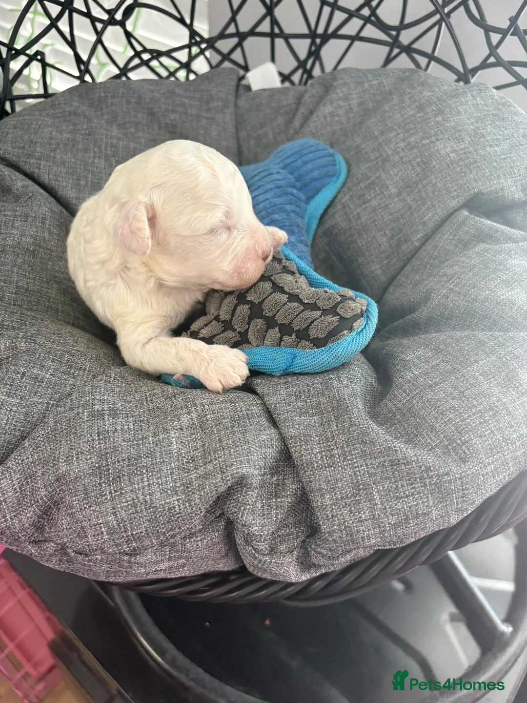 Mixed Breed dogs for sale: Stunning Toy Breed Shihpoo x Poochon - Advert 12