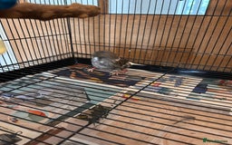 Canaries birds for sale: Gloster canaries - Image 4