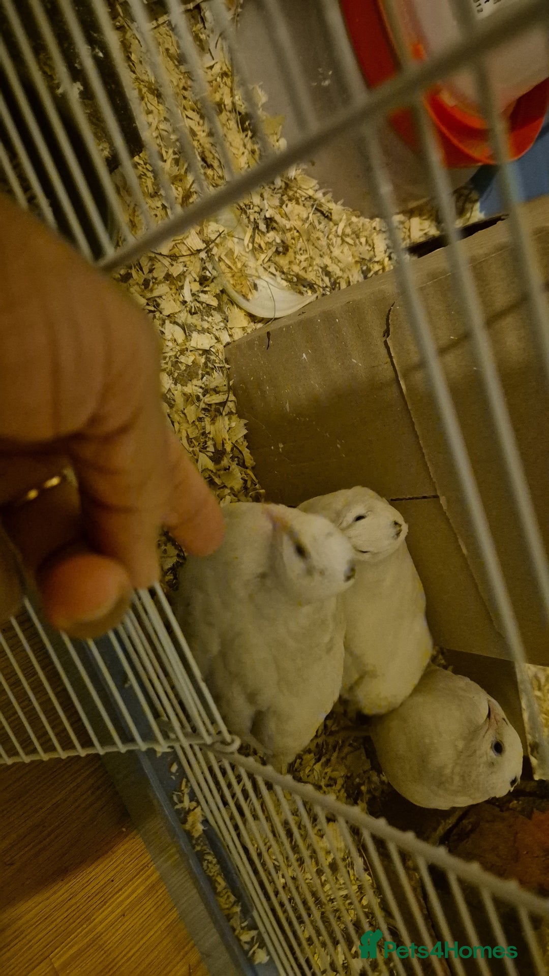 Quail poultry for sale: Female quails £3 each or 4 for £10 B66 - Advert 1