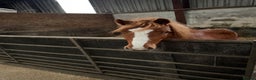 Welsh Section A horses for sale: Little Daisy chain  - Advert 2