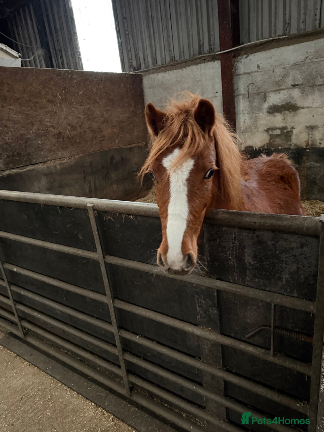 Welsh Section A horses for sale: Little Daisy chain  - Advert 2