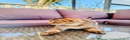 Scottish Fold cats for sale: ✨Kittens looking for forever home ✨ - Advert 32