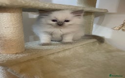 Ragdoll cats for sale: 2 rag doll boys - Image 3