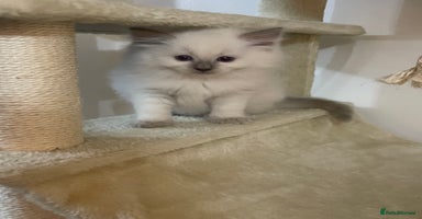 Ragdoll cats - Advert 10