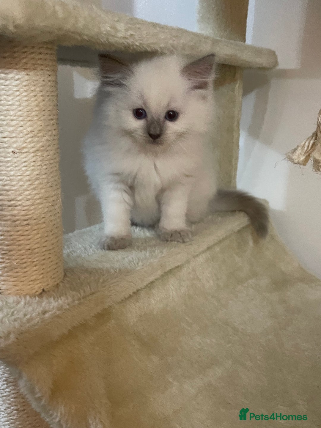Ragdoll cats for sale: 2 rag doll boys - Image 3
