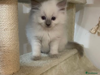Ragdoll cats - Advert 7