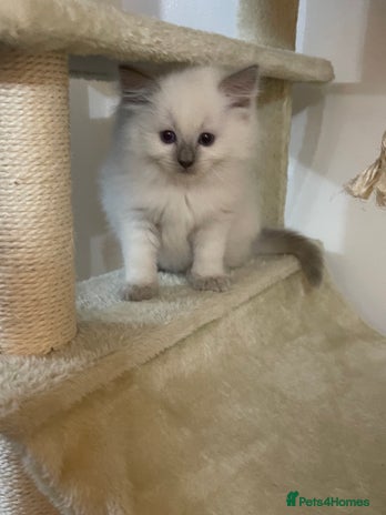 Ragdoll cats - Advert 10