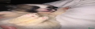 Pomeranian 4