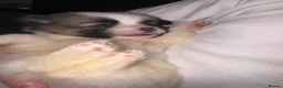 Pomeranian dogs for sale: POMERANIAN PUPPIES – BOYS & GIRLS in Stanford-le-Hope - Advert 7