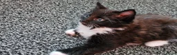 Mixed Breed cats for sale: Kittens 3 ready to leave now - Advert 7