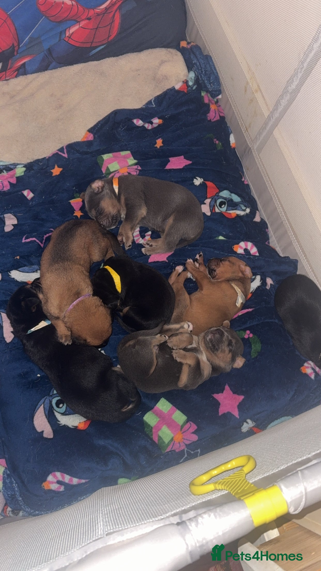 Mixed Breed birds German shepherd x cane corso pups!  - Advert 15