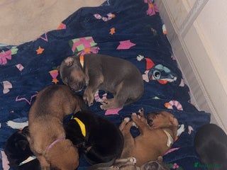 Mixed Breed birds German shepherd x cane corso pups! - Advert 8