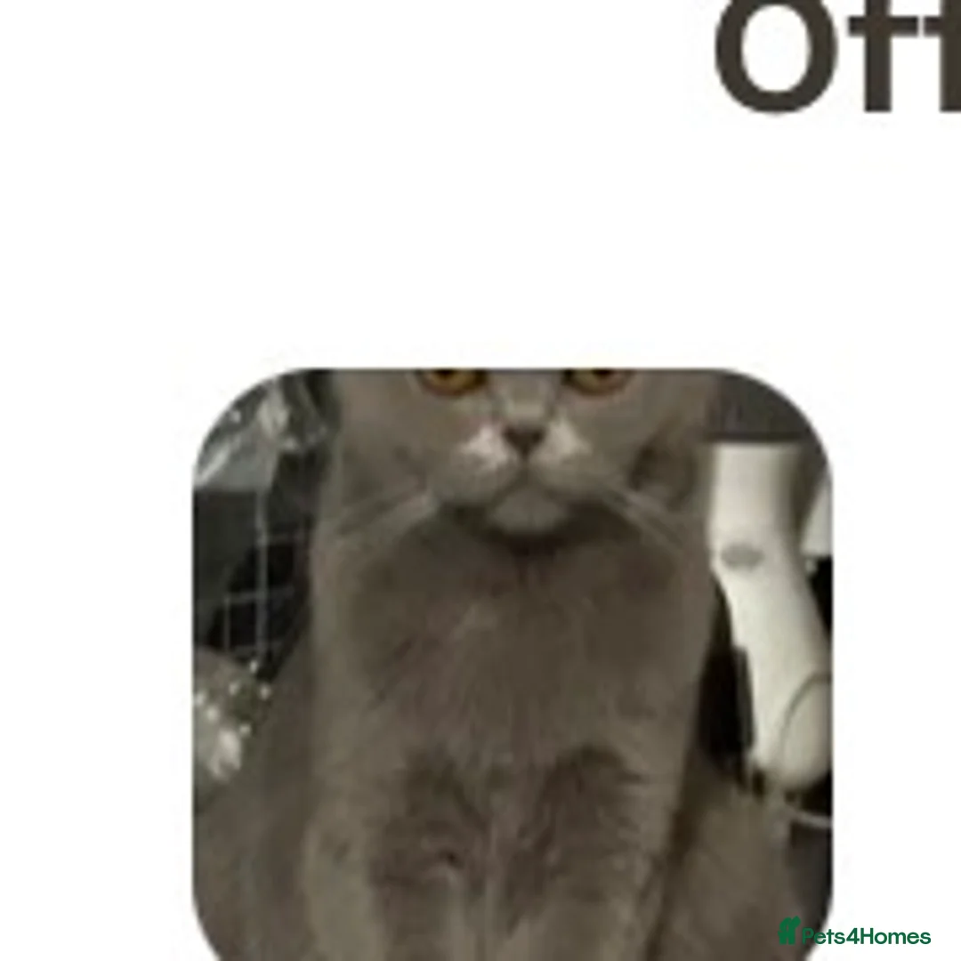 British Shorthair cats for sale: 8week old kitten  - Advert 3