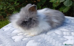 Lionhead rabbits for sale: Stunning DM Lionhead baby rabbits RTR - Image 2