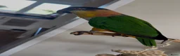 Parrots birds for sale: Caique parrot  in Glossop - Advert 4