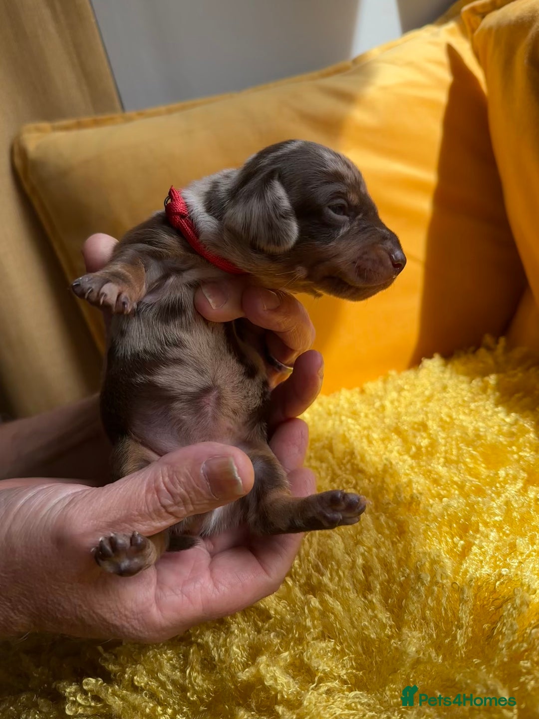 Miniature Dachshund dogs for sale: Miniature Dachshund stunning puppies  - Image 16