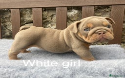 English Bulldog dogs for sale: Beautiful KC lilac & tan English bulldog puppies - Image 36