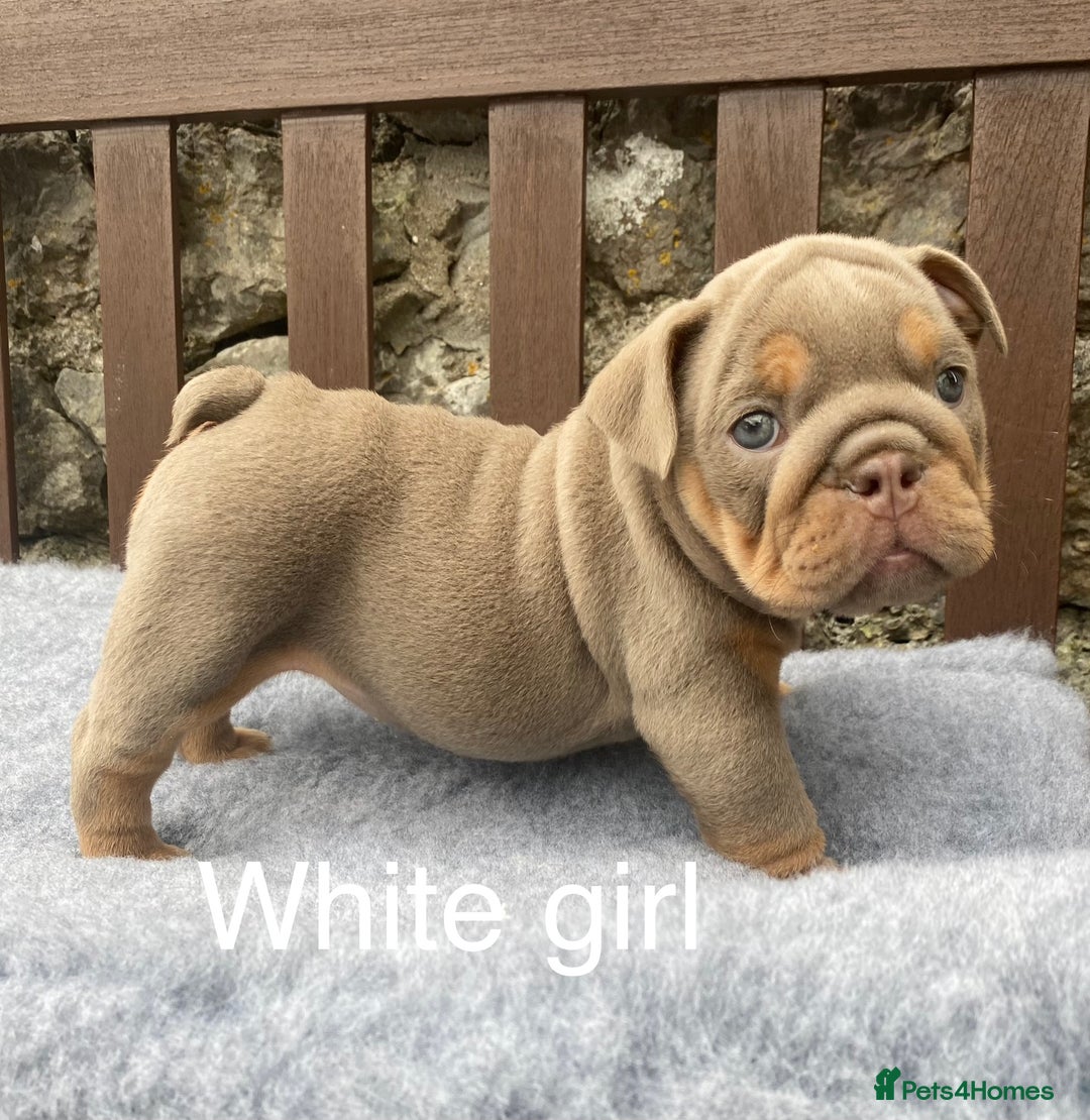 English Bulldog dogs for sale: Beautiful KC lilac & tan English bulldog puppies - Image 36